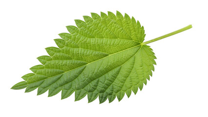 Green nettle leaf close up isolated on transparent background
