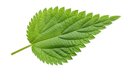 Green nettle leaf detailed macro isolated on transparent background