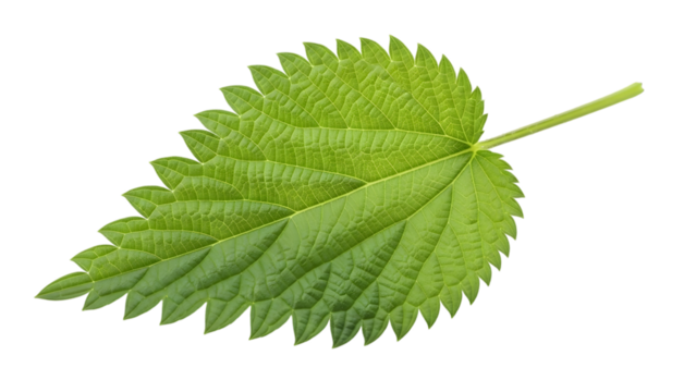 Green nettle leaf close up isolated on transparent background