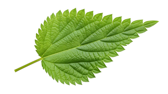 Green nettle leaf detailed macro isolated on transparent background