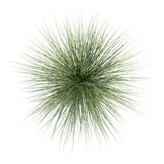 Sedge bush isolated transparent background photo realistic 3d rendering PNG with alpha channel