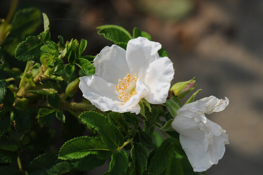 Rosa rugosa red and white flowers forming large fragrant summer blossoms along thorny stems in Korean coastal dunes