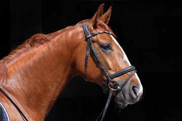 Sorrel thoroughbred race horse with classic bridle portrait in dark background