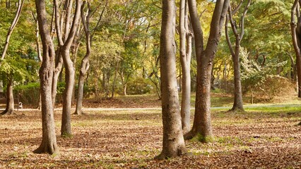 Autumn Trees in a Park with Golden Fallen Leaves on the Ground