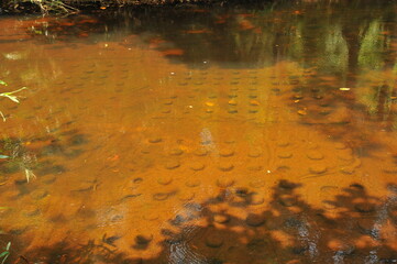 Kbal Spean, or the "River of a Thousand Lingas," located in the Kulen Hills northeast of Siem Reap, Cambodia. 