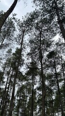 trees in the forest - tree in the woods - tree canopy