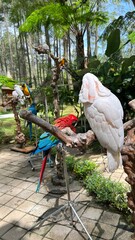 white parrot & macau in the park - birds