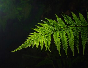 Illuminated fern frond against a dark background showcasing intricate details