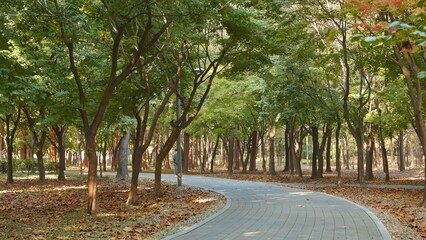 Winding Paved Path Through a Park with Green Trees and Fallen Autumn Leaves