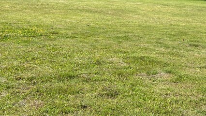 green grass field - meadow