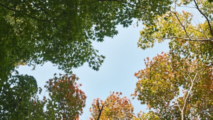Vibrant Autumn Maple Leaves Against a Clear Blue Sky