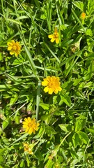 yellow wild flowers in the grass - meadow
