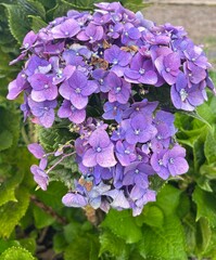 purple hydrangea flowers close up - blooming flowers in nature
