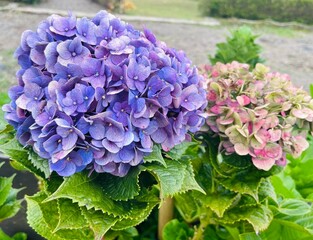 purple hydrangea flowers close up - blooming flowers in nature
