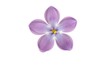 Obraz premium Single lilac flower blossom isolated on transparent background