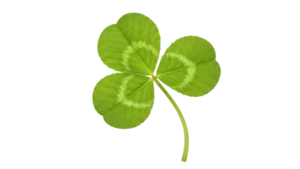 Fresh green three leaf clover isolated on transparent background