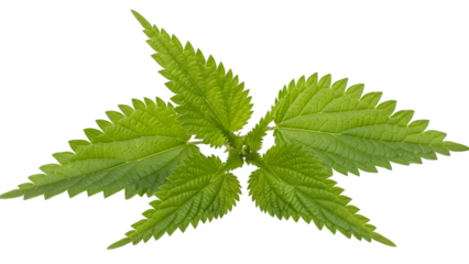 Fresh green nettle leaves isolated on transparent background