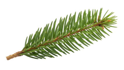 Pine tree branch with needles isolated on transparent background