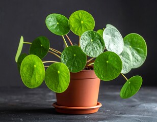 Pilea peperomioides, the Chinese money plant, on dark background in a pot
