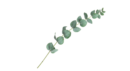 Dried eucalyptus branch, blue-green rounded leaves, delicate stem, transparent background, soft shadow, macro studio shot, concept of natural elegance and botanical purity