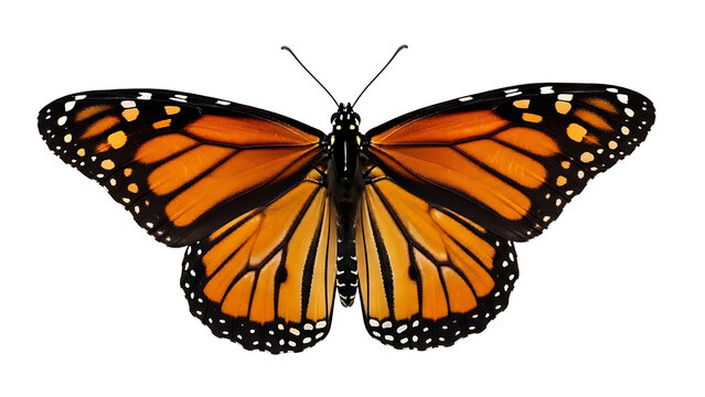 Butterfly Monarch Wings Open Symmetrical Pattern