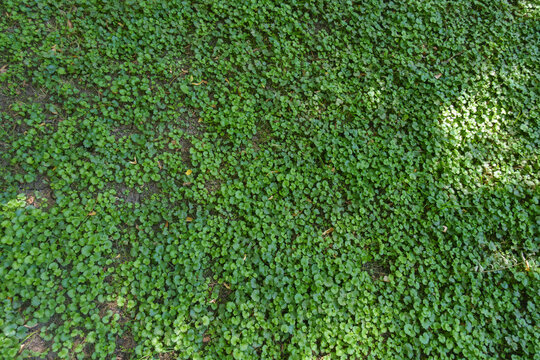 View of green leafage of Glechoma hederacea from above