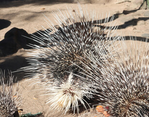 Indischer Wei&szlig;schwanz-Stachelschwein - Indian crested porcupine