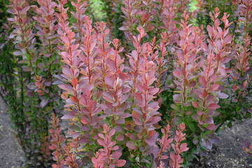 Macro of branches of Berberis thunbergii atropurpurea in mid June