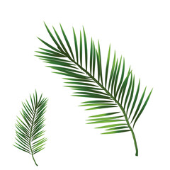 Two Detailed Tropical Palm Fronds or Leaves Isolated on White Background