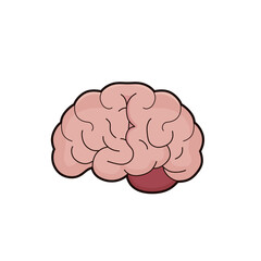 Human Brain Anatomy Illustration for Medical and Educational Purposes