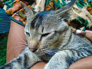 Affectionate tabby cat being held gently in someone's arms, eyes closed in comfort. Sleepy Tabby Cat Enjoying Gentle Petting
