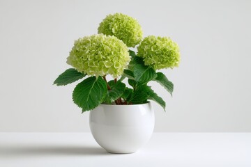 Minimalist hydrangea in a plain pot, bright studio shot on white background