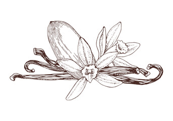 Vanilla hand drawn vector plant