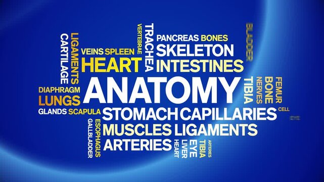 Anatomy animated word cloud-text design animation tag kinetic typography seamless loop.
