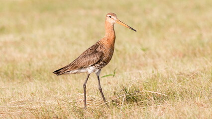 Naklejka premium yellow billed stork