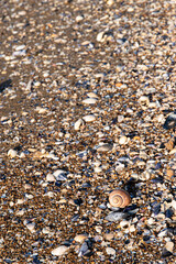 Banc de coquillages sur une plage de sable de Loire-Atlantique