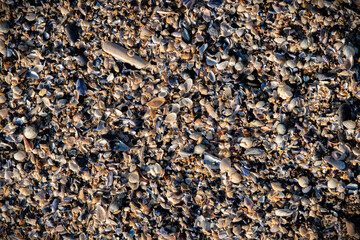 Tas de coquillages vides, échoués sur une plage de Loire-Atlantique
