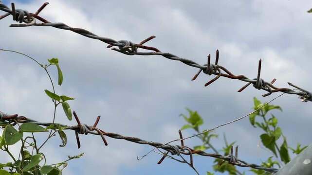 A close view of barbed wire wrapped with small patches of green growth set against a pale cloudy sky creates a stark boundary that signals protection and limited entry. Restricted zone.