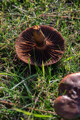 Vue sur les lamelles d'un champignon sauvage retourné dans l'herbe, format vertical