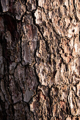 Focus sur l'écorce d'un pin à la lumière du soir, format vertical