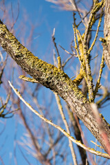 Lichen présent sur les branches d'un arbre sans feuille, avec ciel bleu en arrière-plan