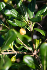 Vue au travers le feuillage d'un pittosporum en fruits