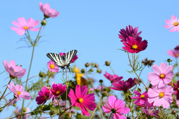 Schmetterling 1358 © K.-U. Häßler