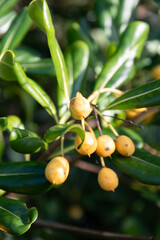 Gros plan sur les fruits et le feuillage d'un pittosporum