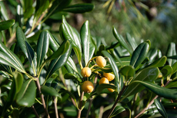 Focus sur le haut d'une haie composée de pittosporums en fruits