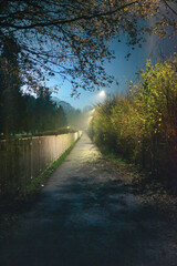 Sidewalk between fence and bushes