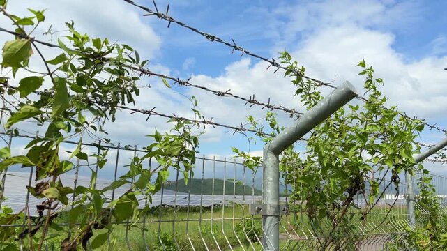 A barbed wire fence partly covered with green vines borders a large field of solar panels under drifting clouds forming a restricted landscape with controlled access. Secured area.