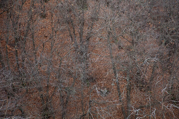 Foglie autunnali nel bosco