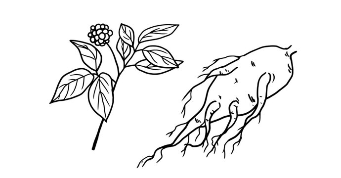 Ginseng twigs and root, black and white sketch. Vector illustration. Set of kitchen herbs, isolated on white background. For menus, recipes, for printing on textiles and on packages, at farmers' fairs