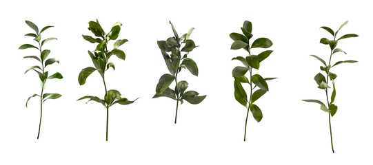 Ruscus stem and leaf set. Greenery sprigs and branches with delicate foliage, floral elements and
